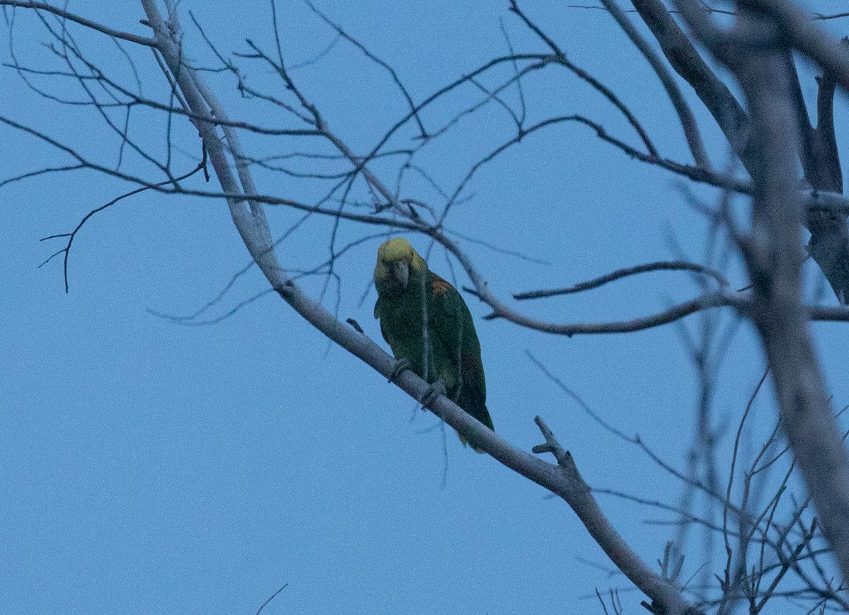 Yellow-headed Parrot - Liam Huber