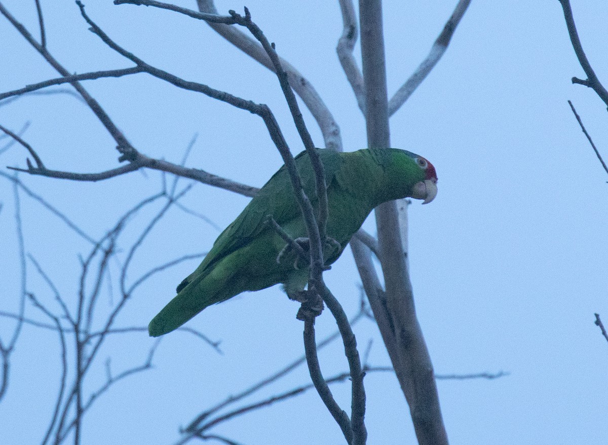 Red-crowned Parrot - ML618015580