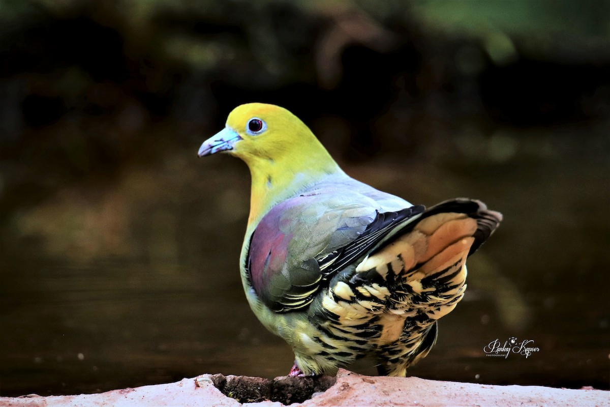 Wedge-tailed Green-Pigeon - ML618015582