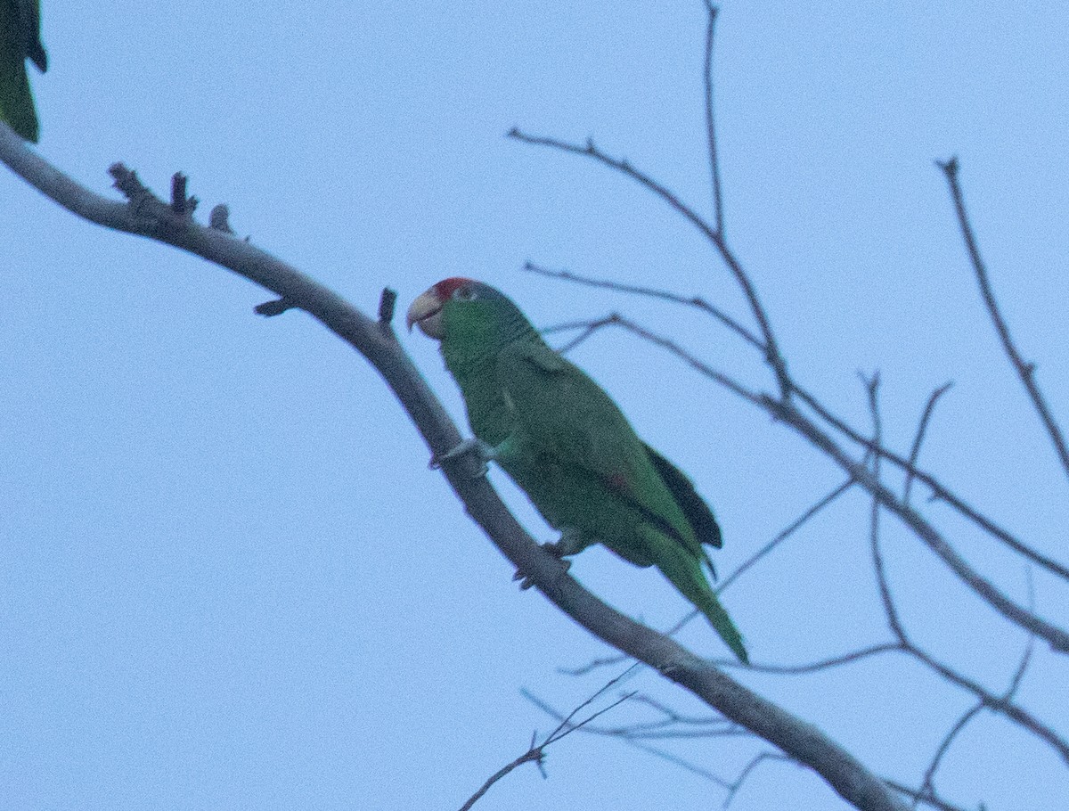 Red-crowned Parrot - ML618015592