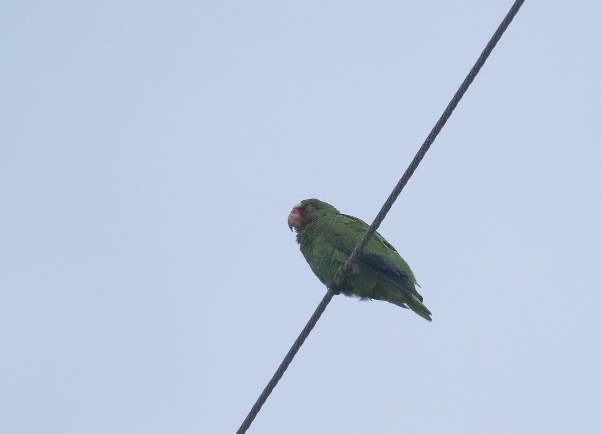 White-fronted Parrot - ML618015597