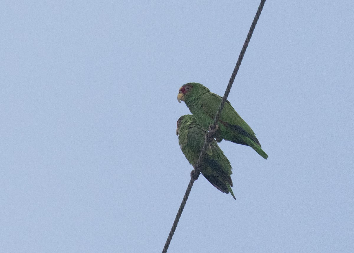 White-fronted Parrot - ML618015598