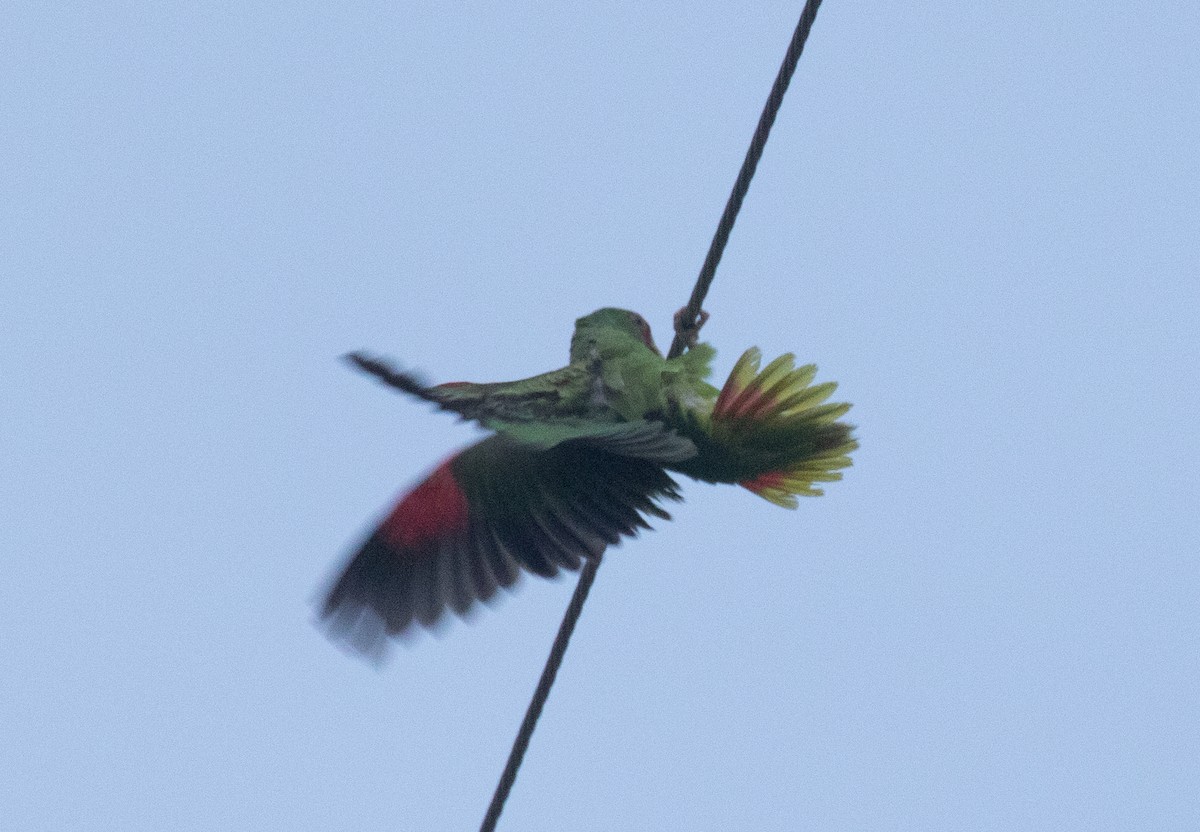 White-fronted Parrot - Liam Huber