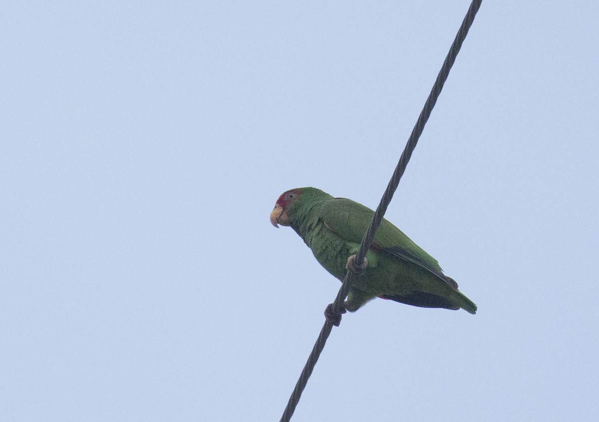 White-fronted Parrot - ML618015600