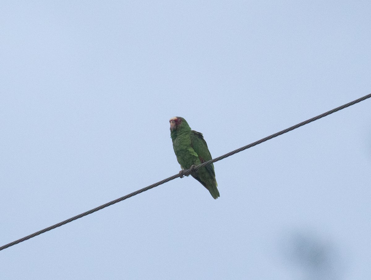 White-fronted Parrot - ML618015601