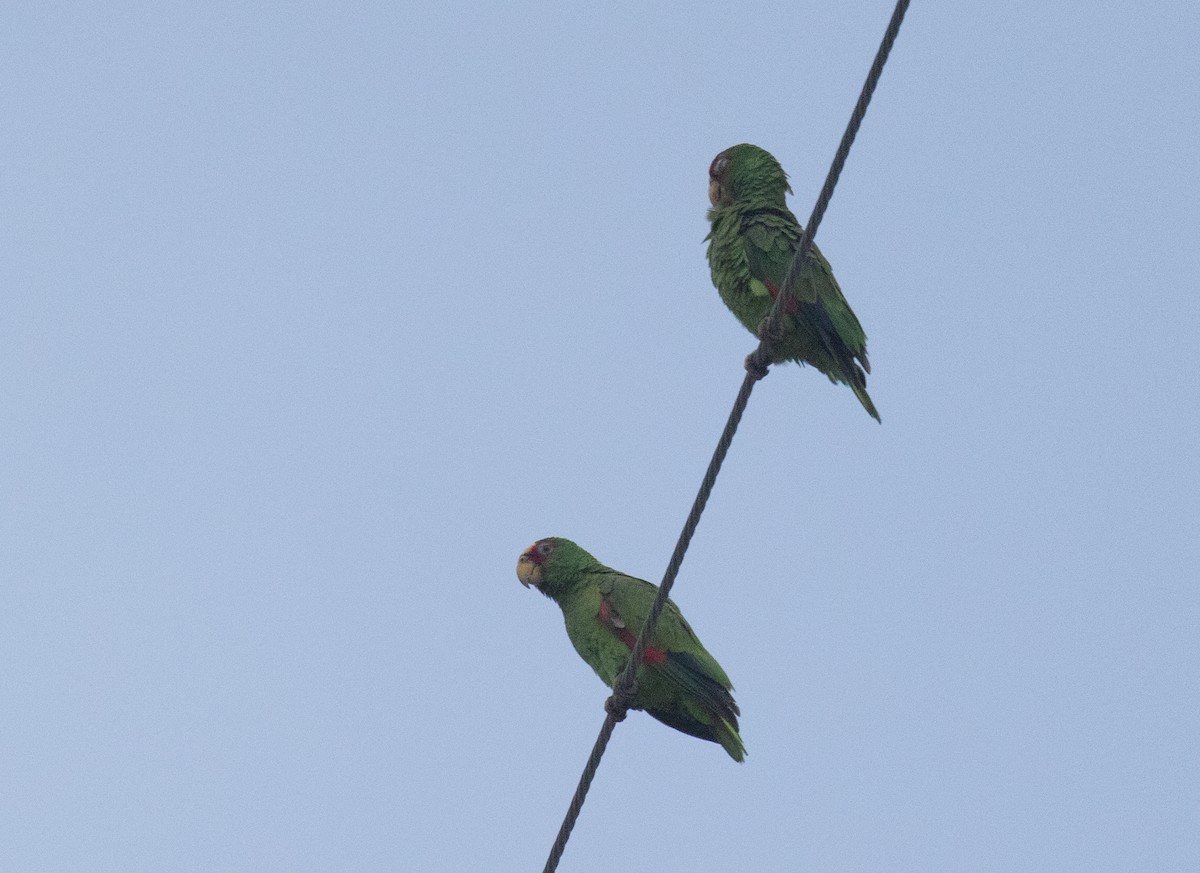 White-fronted Parrot - ML618015602