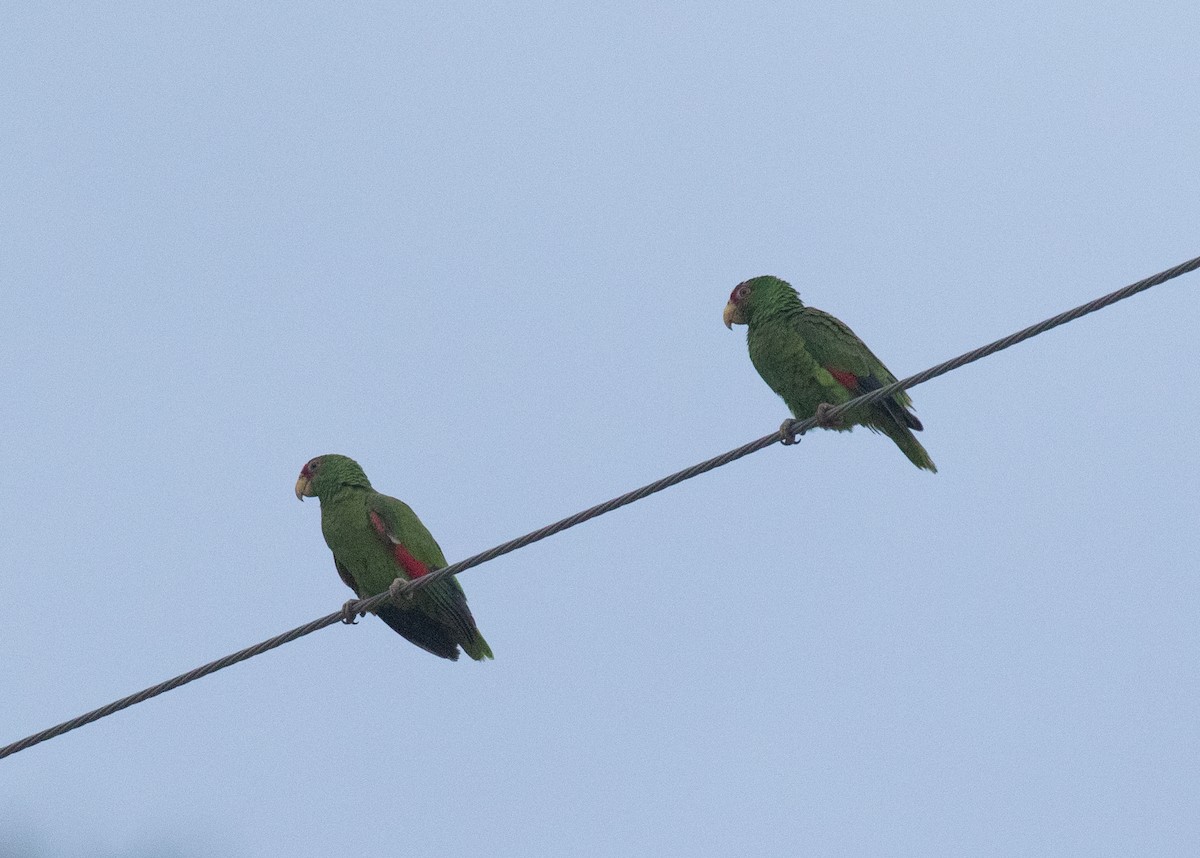 White-fronted Parrot - ML618015603
