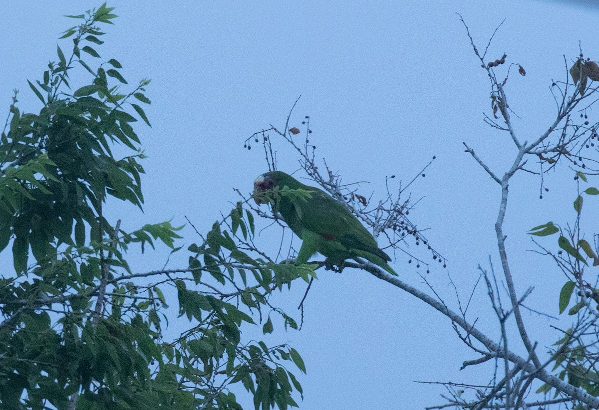 White-fronted Parrot - ML618015604