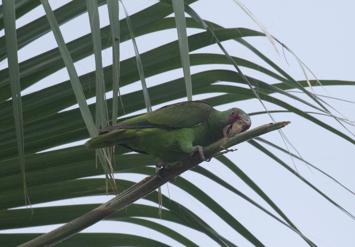 White-fronted Parrot - ML618015605