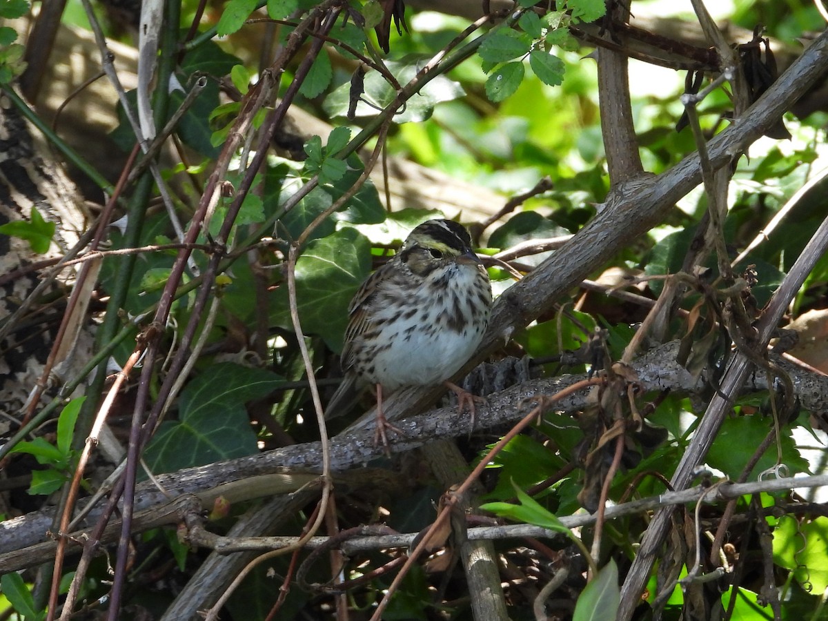 Savannah Sparrow - ML618015609