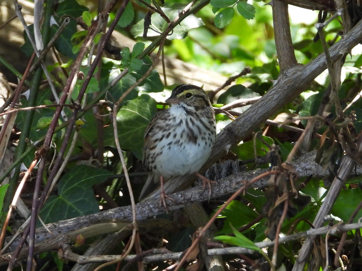 Savannah Sparrow - ML618015617