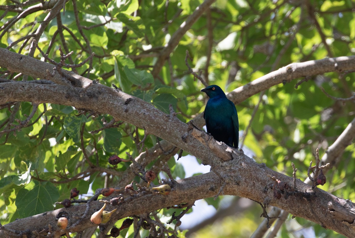 Greater Blue-eared Starling - ML618015621