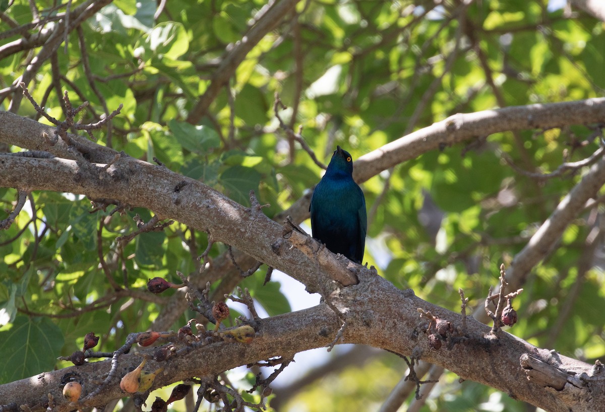 Greater Blue-eared Starling - ML618015622