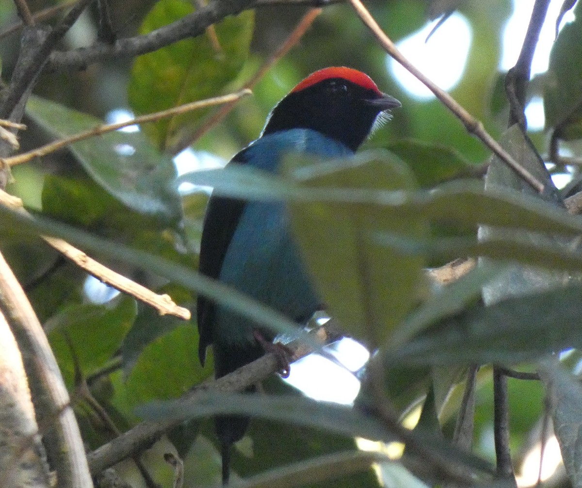 Swallow-tailed Manakin - ML618015629