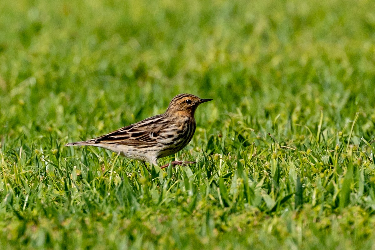 Red-throated Pipit - ML618015645