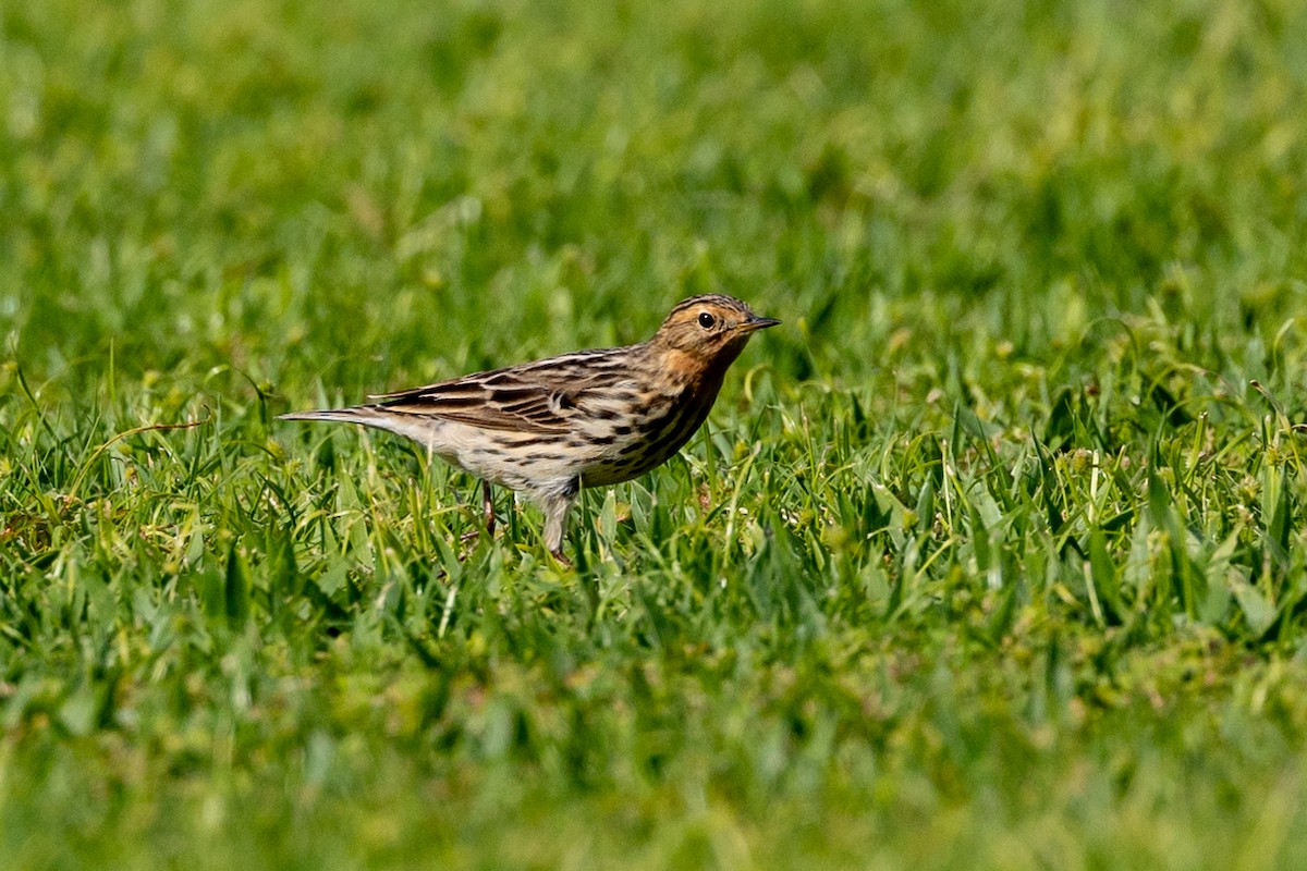 Red-throated Pipit - ML618015646