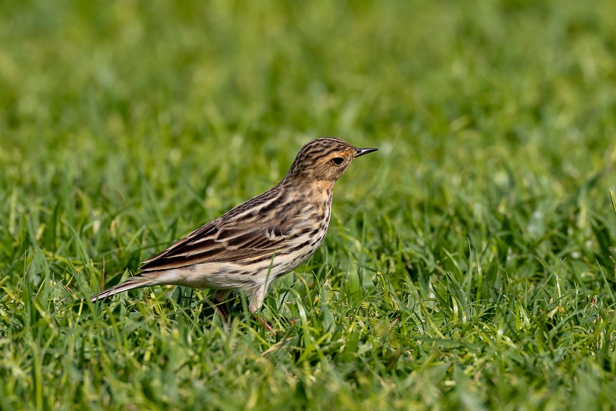 Red-throated Pipit - ML618015647