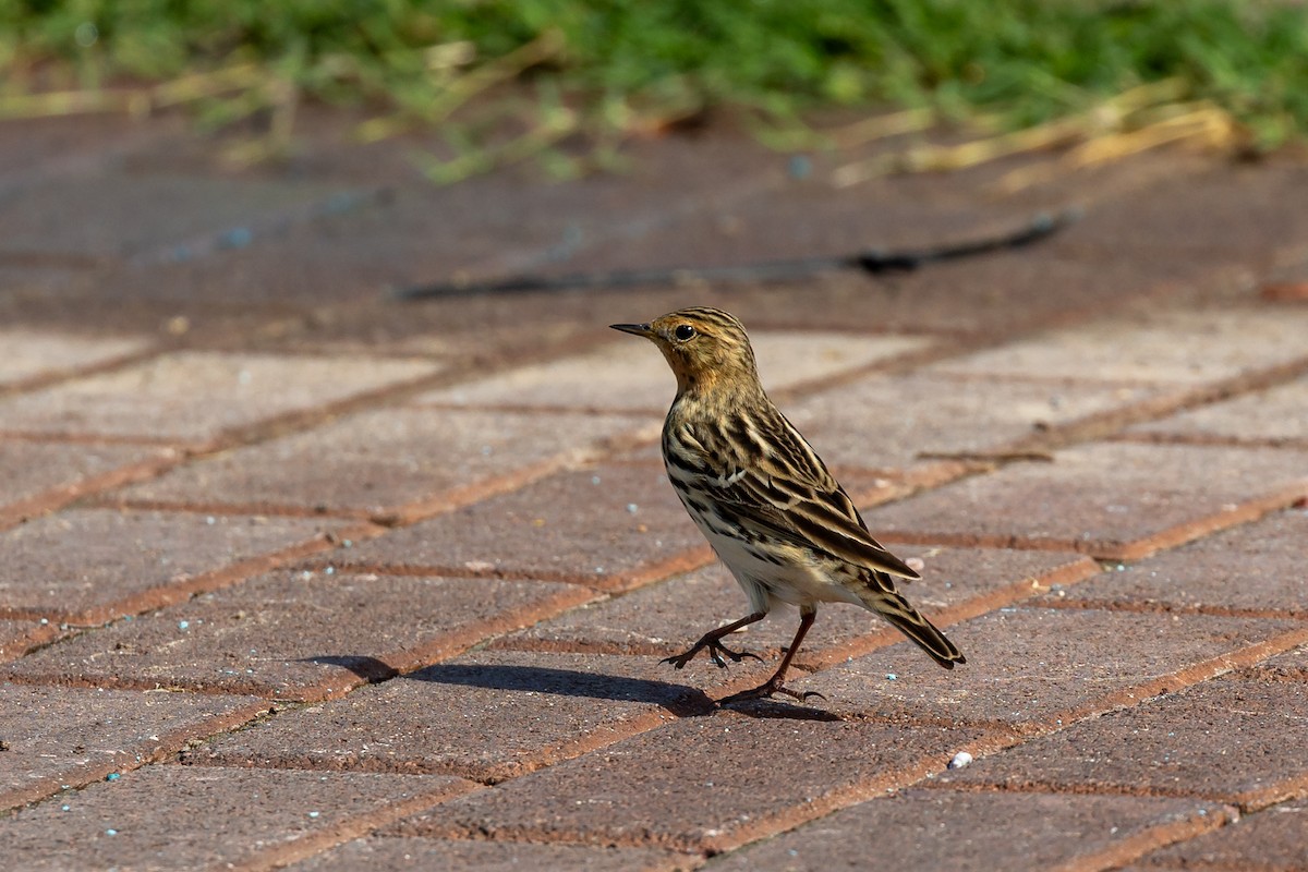 Red-throated Pipit - ML618015648
