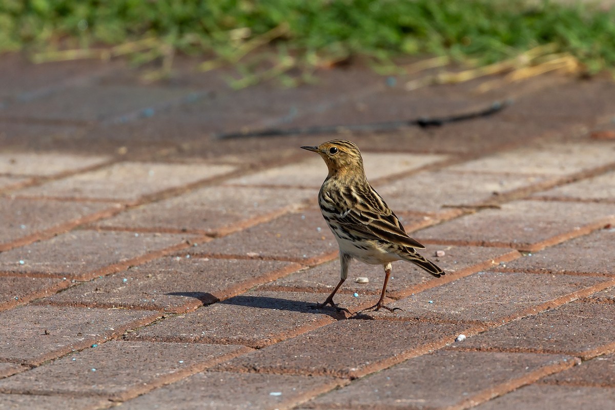 Red-throated Pipit - ML618015649