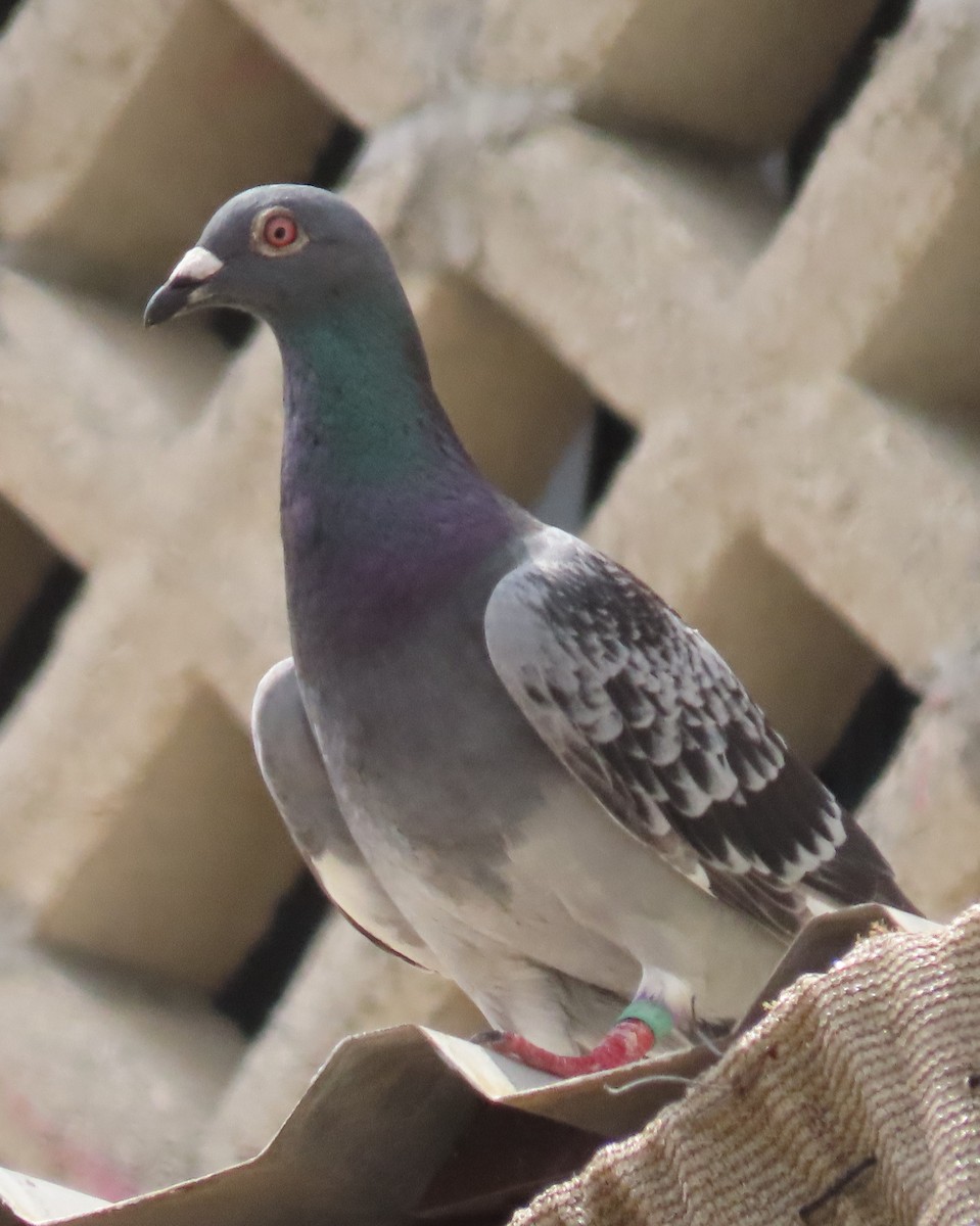 Rock Pigeon (Feral Pigeon) - ML618015666