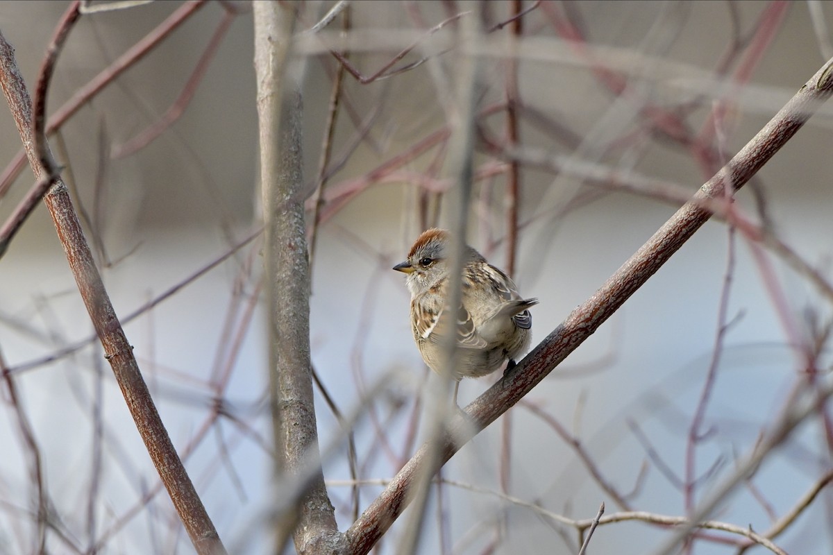 American Tree Sparrow - ML618015698