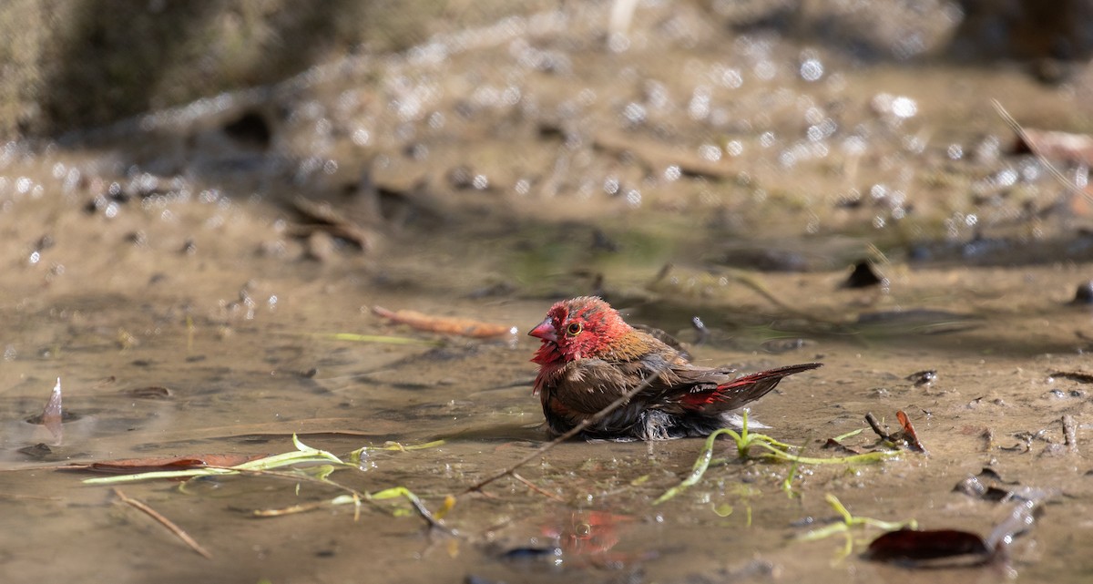 Red-billed Firefinch - simon walkley