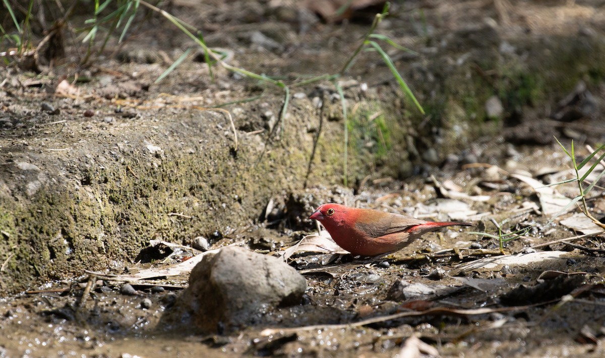 Red-billed Firefinch - simon walkley