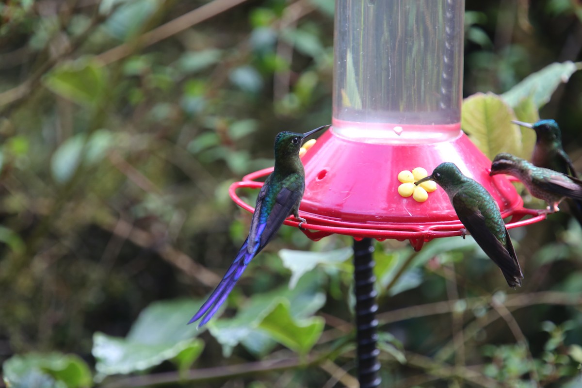 Violet-tailed Sylph - ML618015733