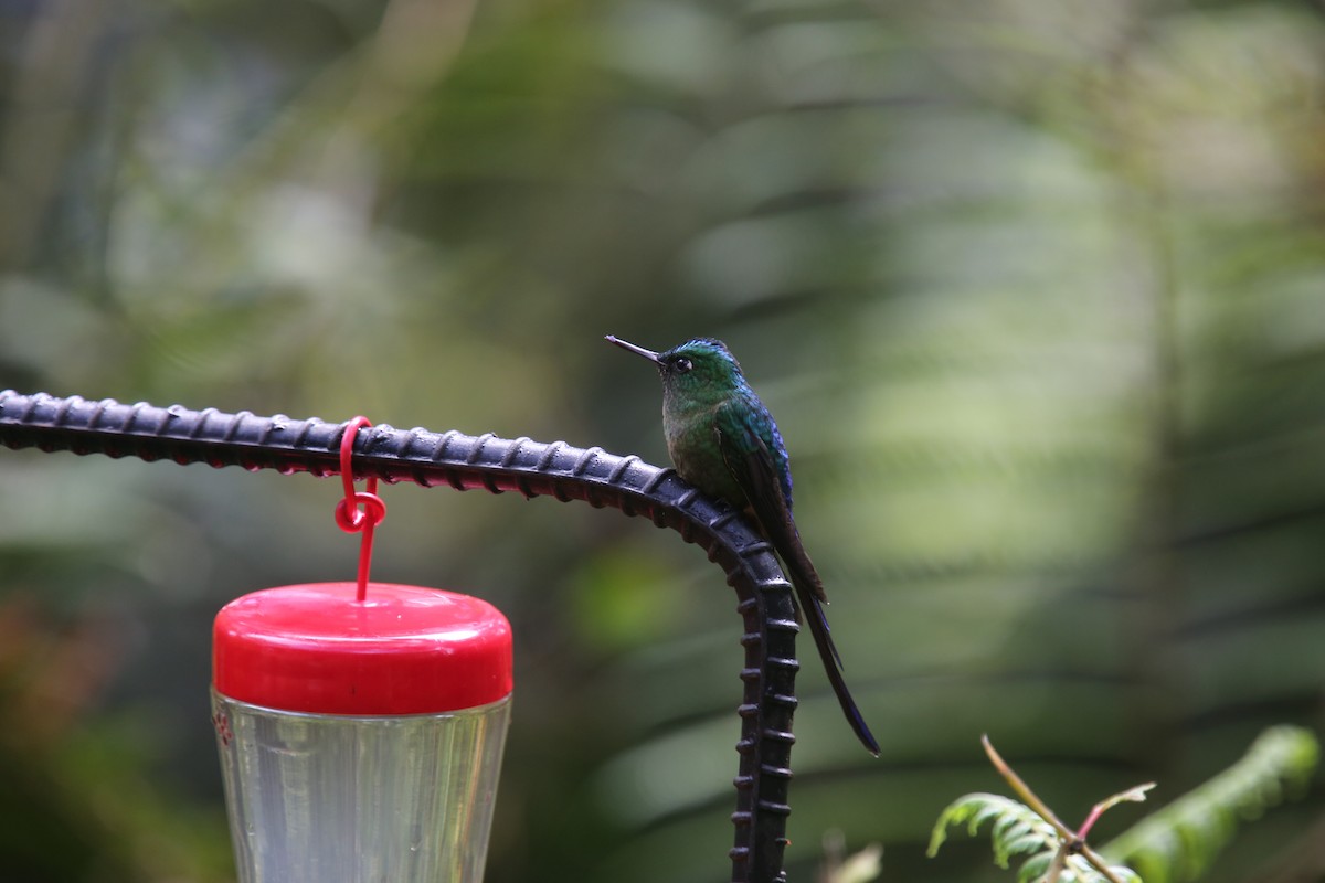 Violet-tailed Sylph - ML618015734