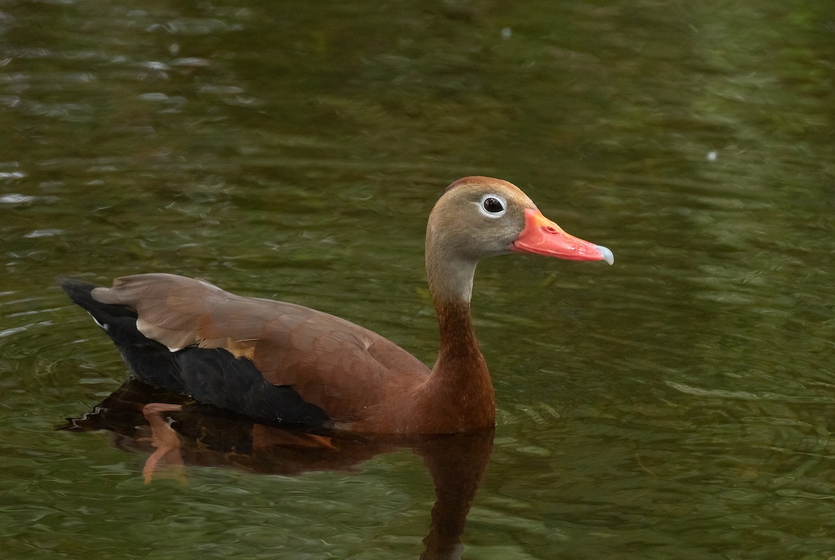 Black-bellied Whistling-Duck - ML618015737