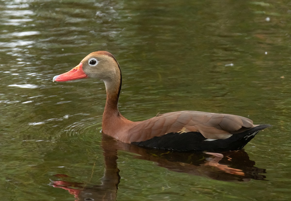 Black-bellied Whistling-Duck - ML618015740