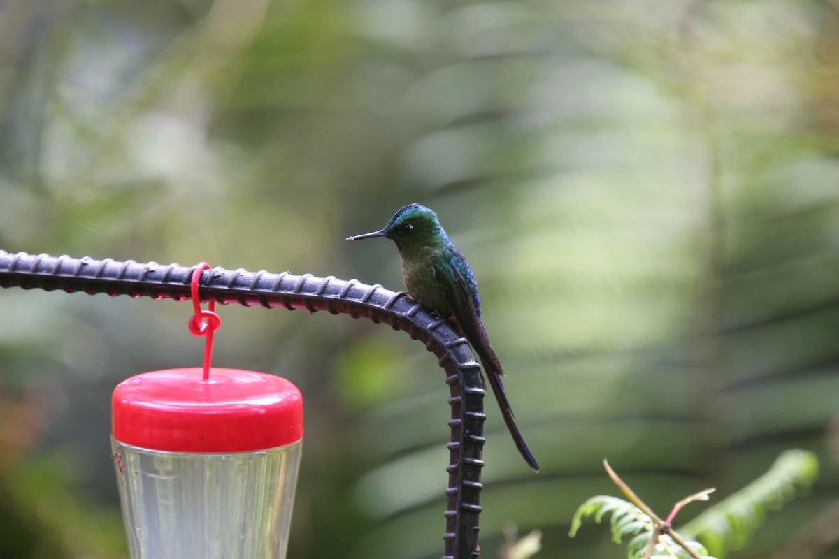 Violet-tailed Sylph - ML618015764