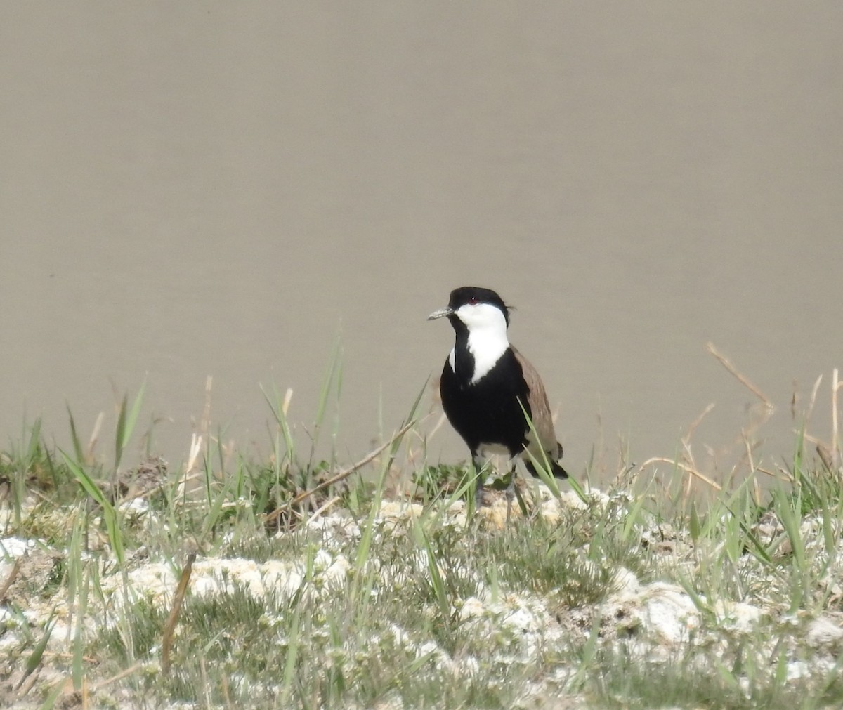 Spur-winged Lapwing - ML618015774
