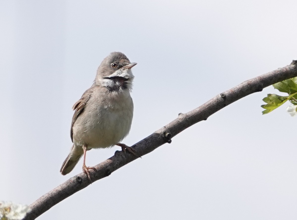 Greater Whitethroat - Peter Yendle