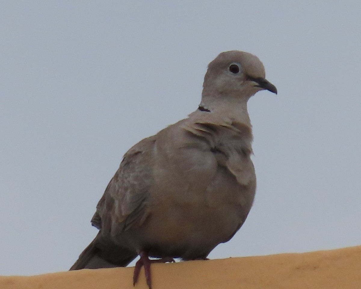 Eurasian Collared-Dove - Lynn Kohler