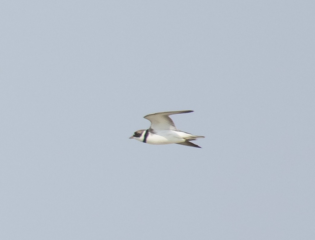 Semipalmated Plover - ML618015832