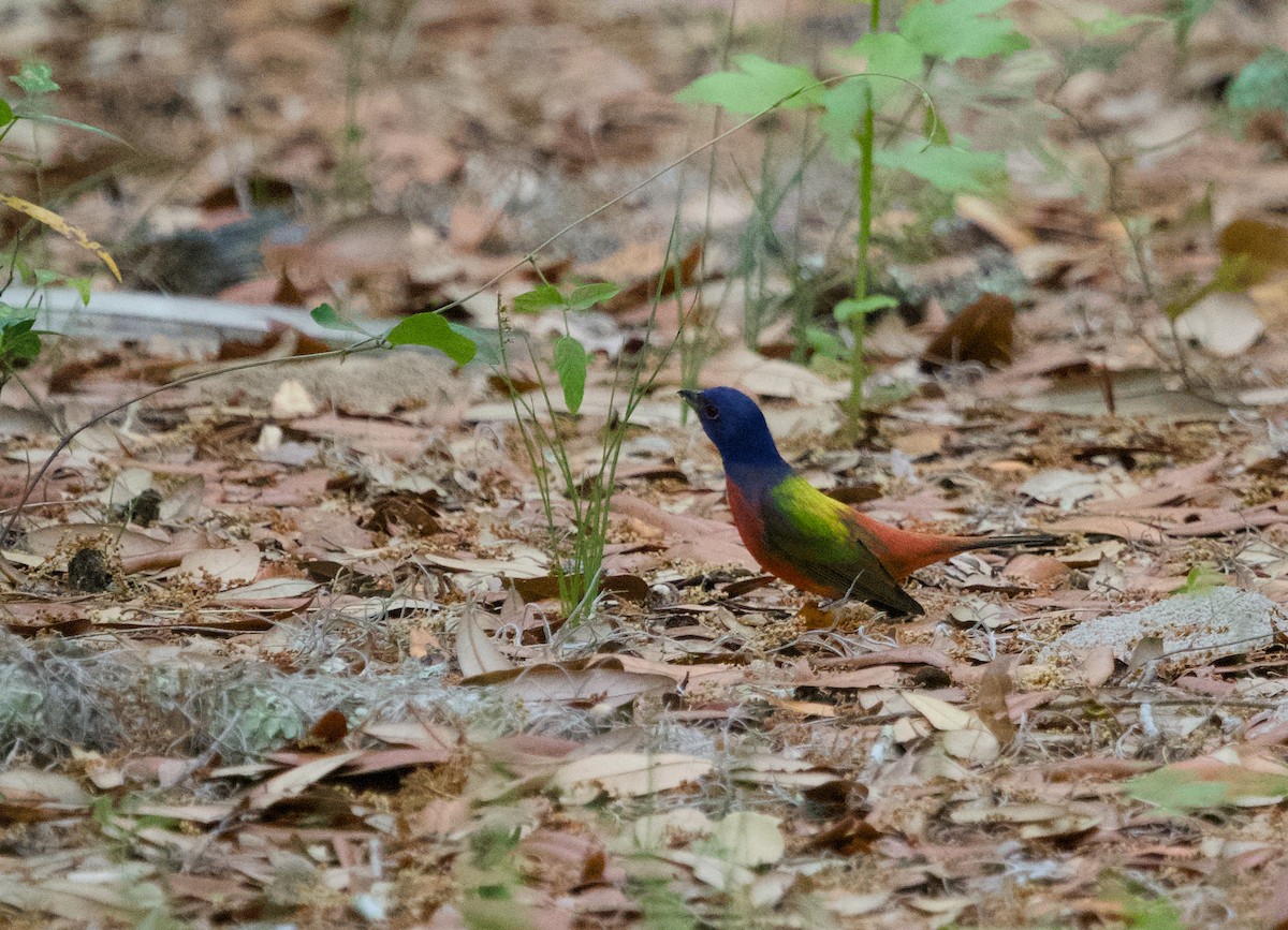 Painted Bunting - ML618015846