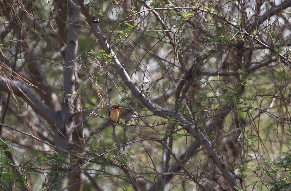 African Pygmy Kingfisher - ML618015900