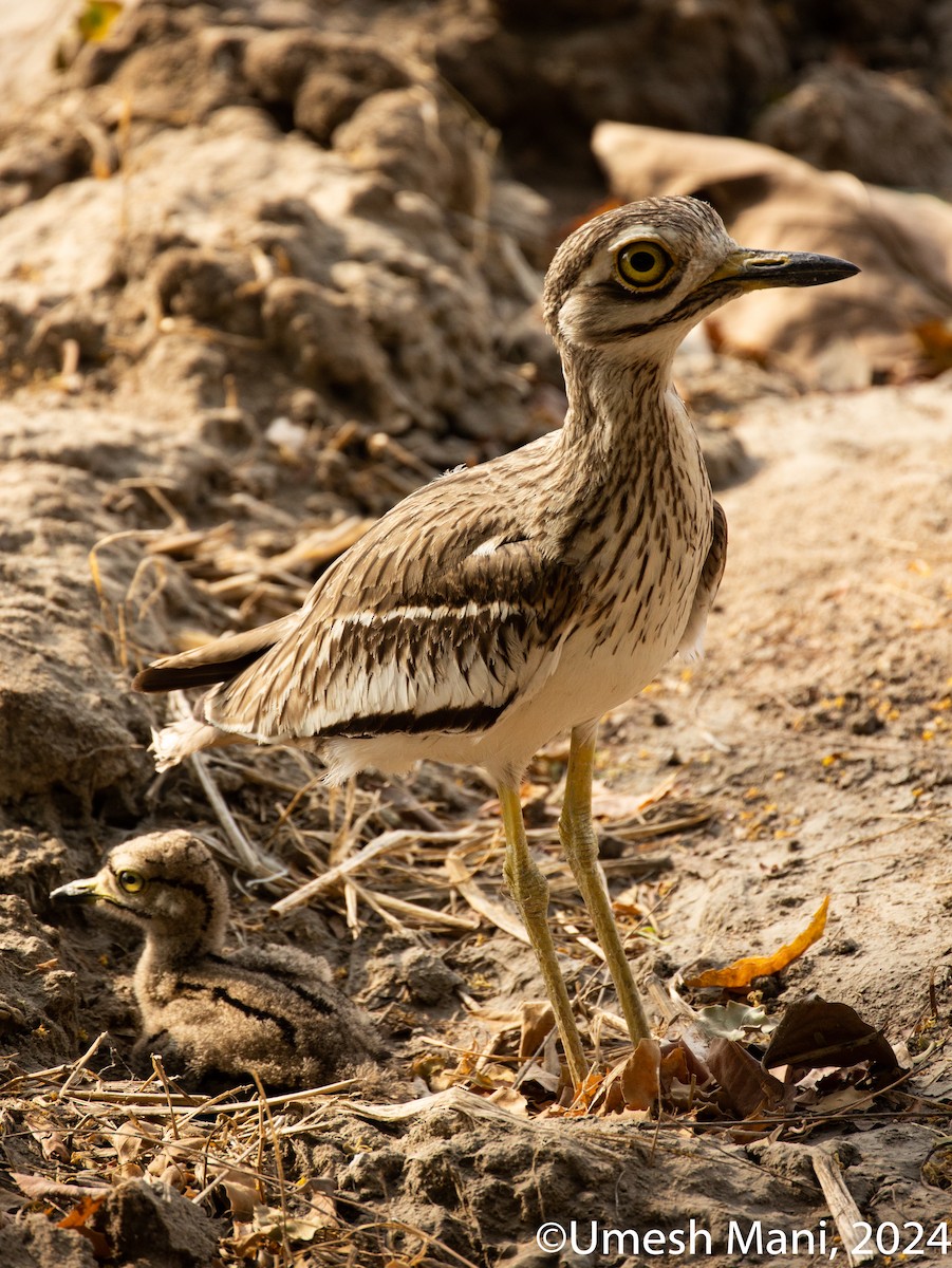 Indian Thick-knee - ML618015910