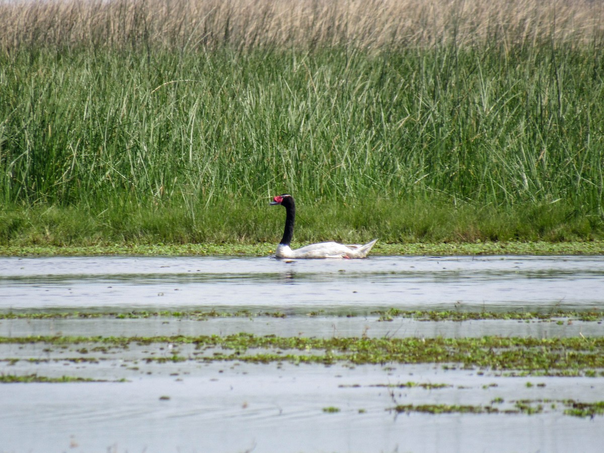 Black-necked Swan - ML618015917