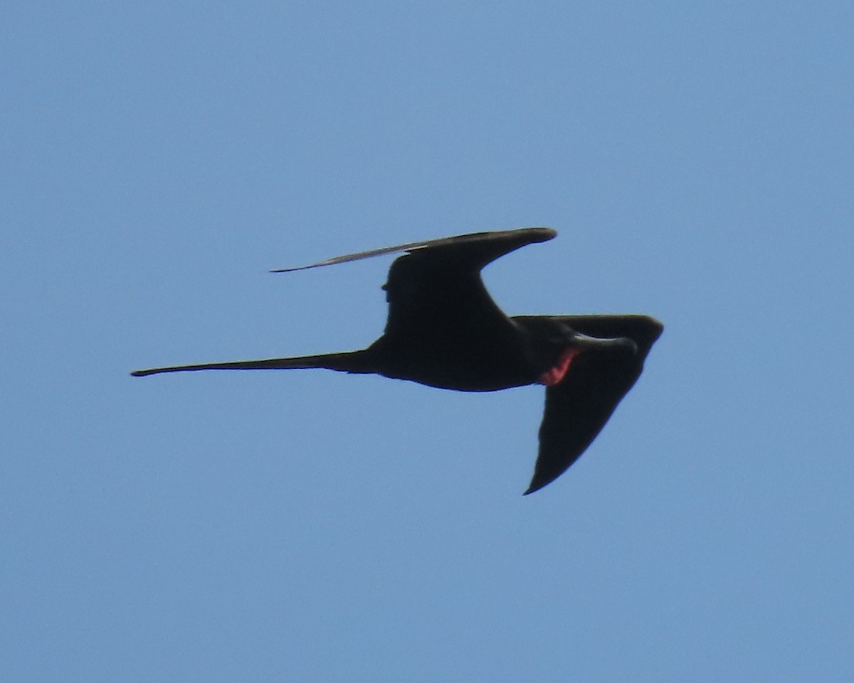 Magnificent Frigatebird - ML618015919