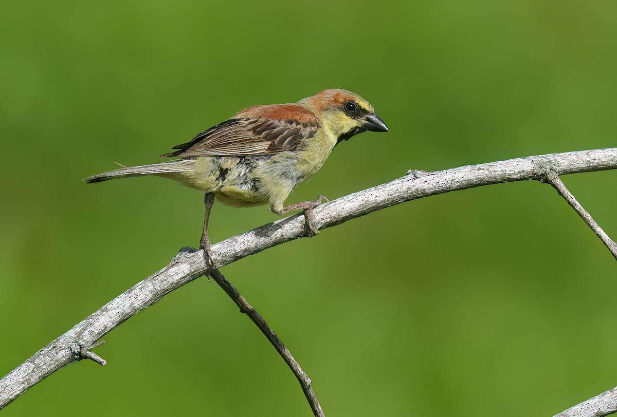 Plain-backed Sparrow - Albert Noorlander