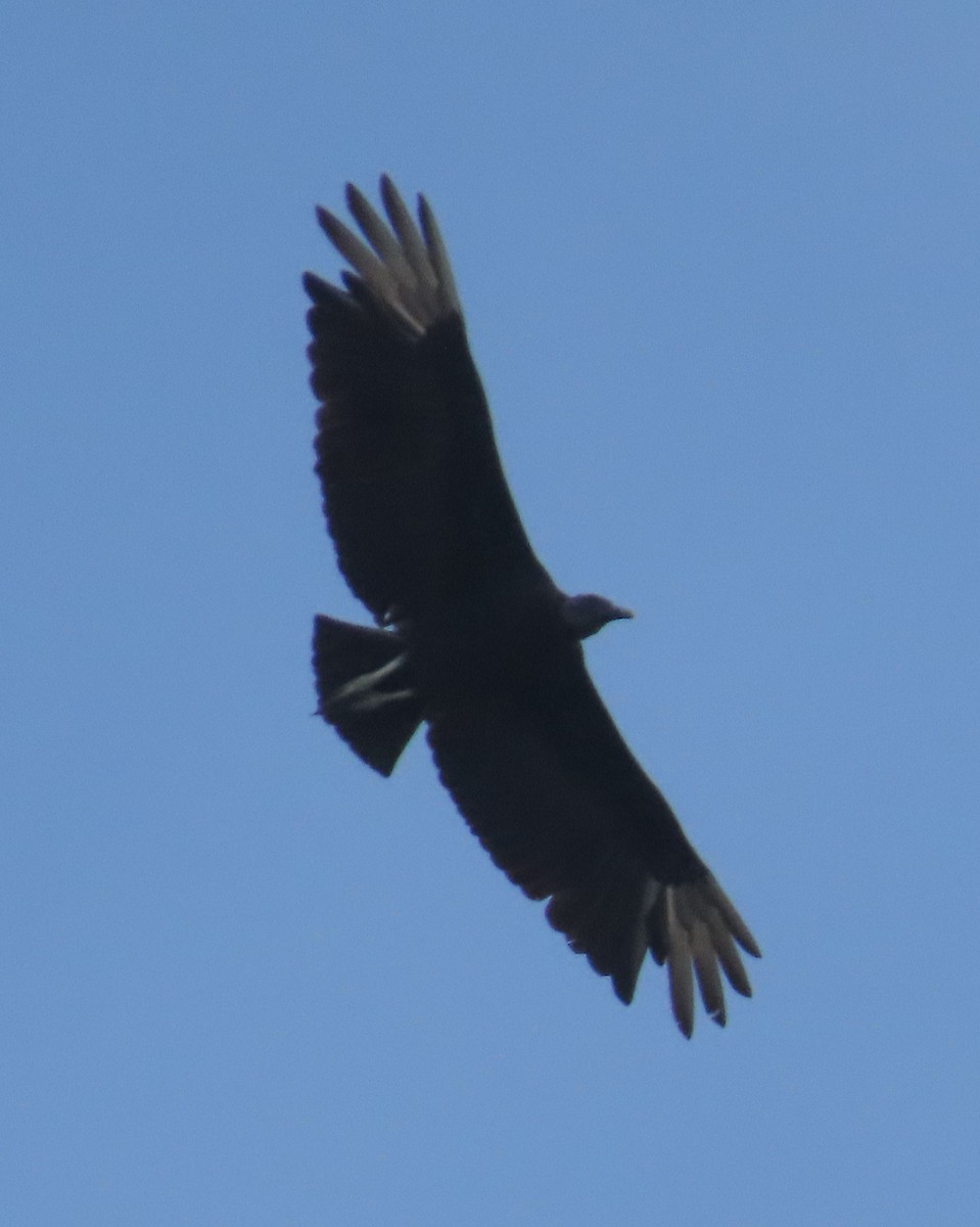 Black Vulture - ML618015963