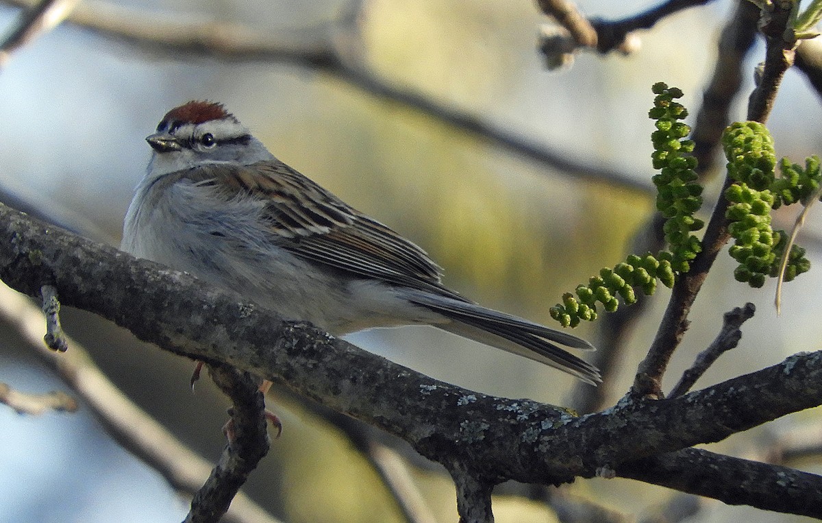 Chipping Sparrow - ML618015986