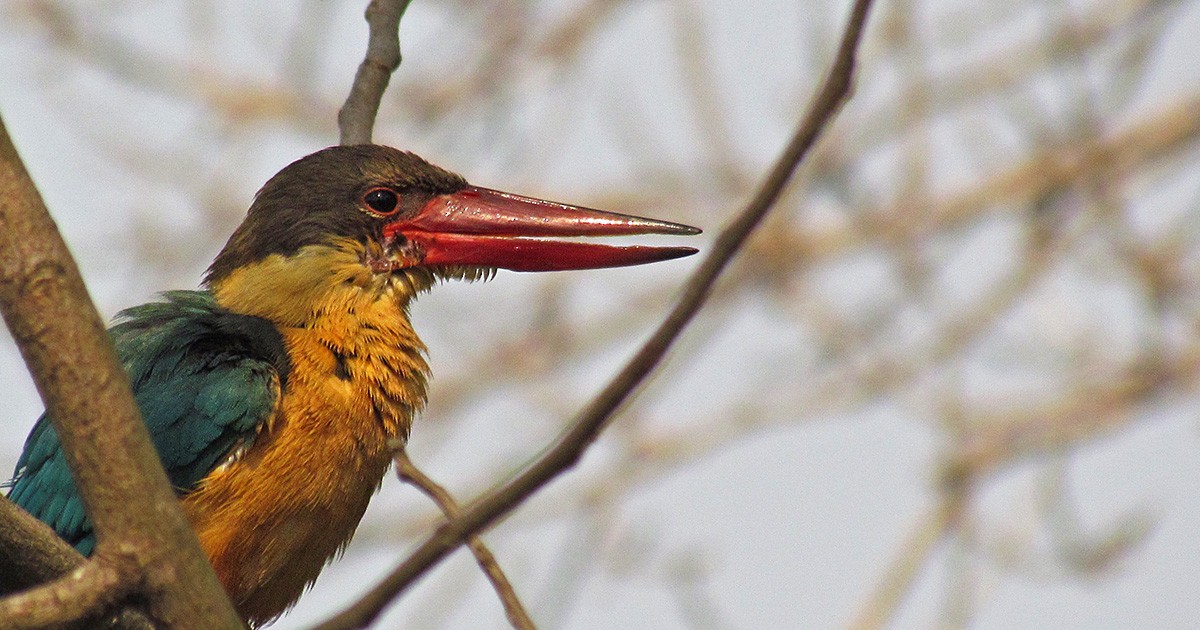 Stork-billed Kingfisher - Avrajjal Ghosh