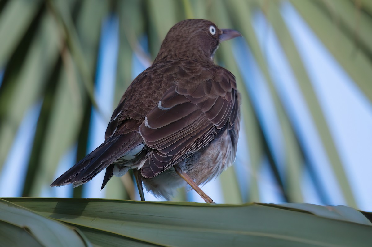 Pearly-eyed Thrasher - Richard Peters