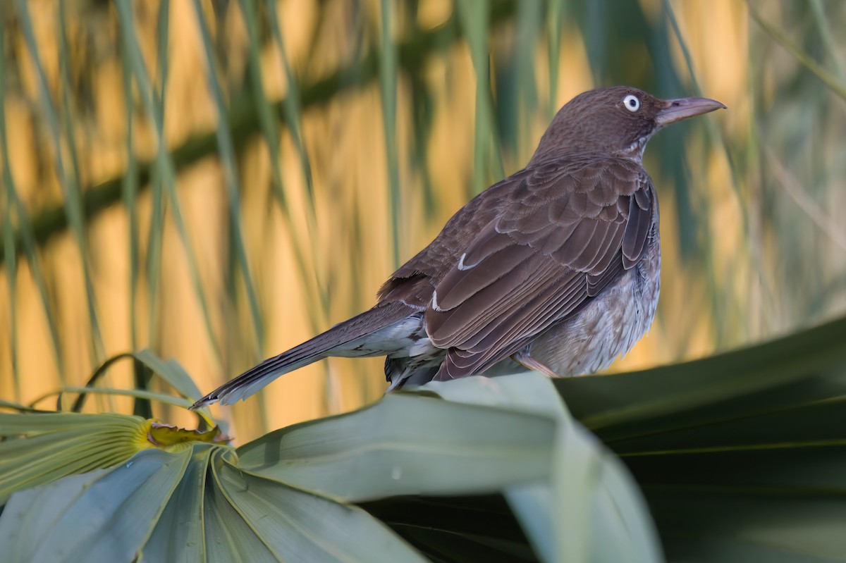 Pearly-eyed Thrasher - Richard Peters