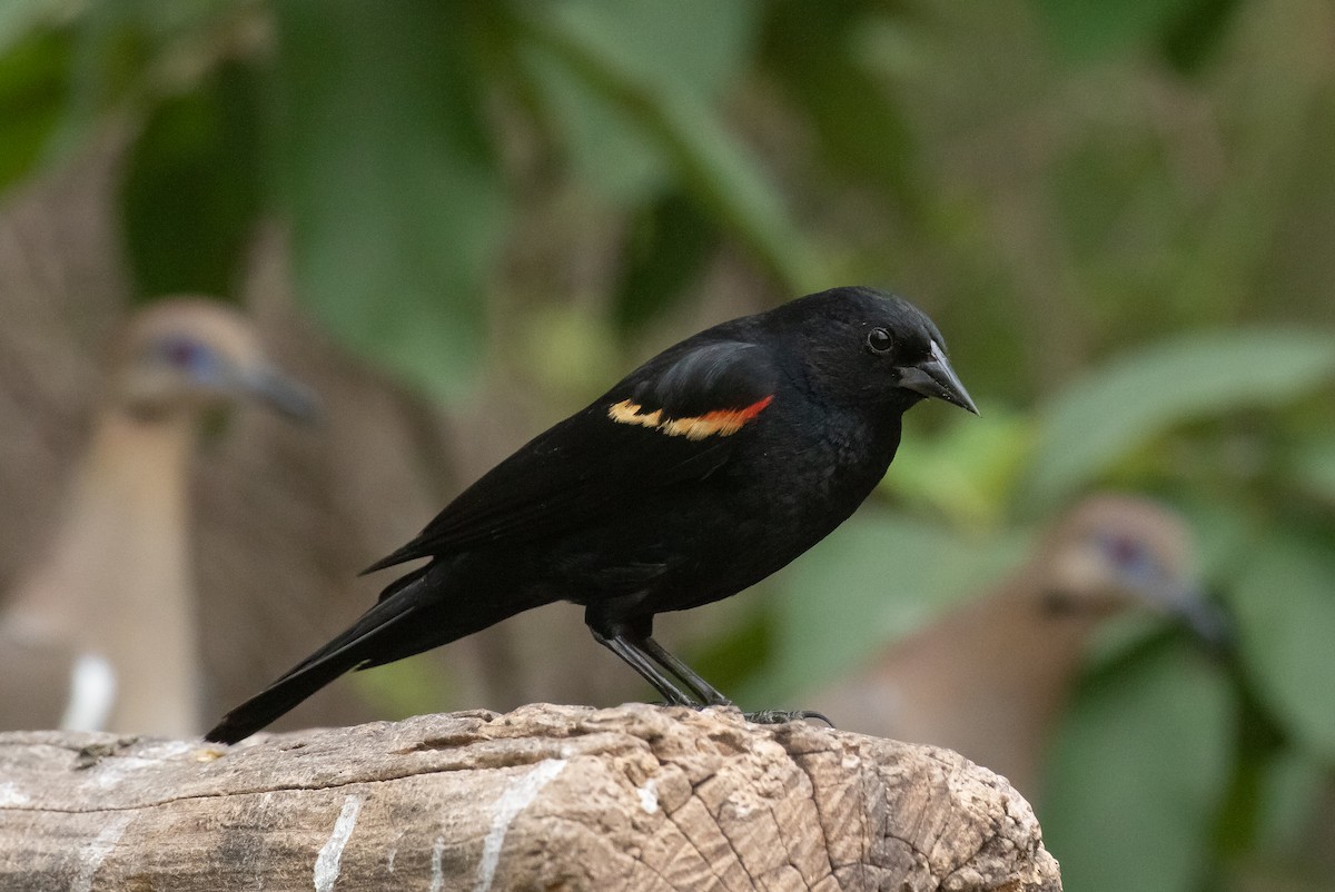 Red-winged Blackbird - Liam Huber