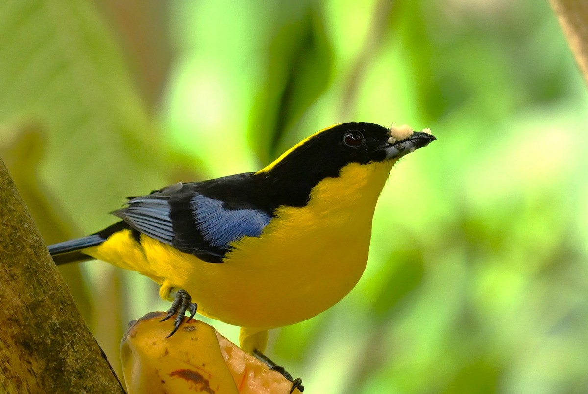 Blue-winged Mountain Tanager - ML618016007