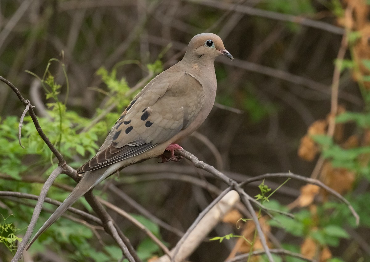 Mourning Dove - Liam Huber